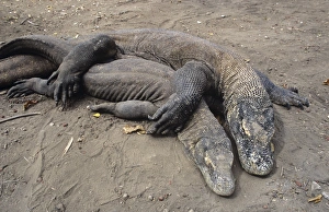 Images Dated 1st March 2006: Komodo Dragon - pair mating