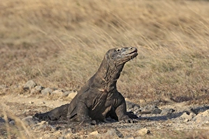 Images Dated 22nd September 2008: Komodo Dragon. Rinca Island - Indonesia