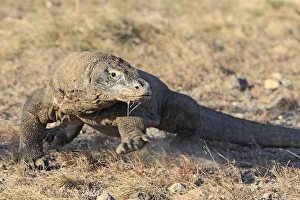 Images Dated 22nd September 2008: Komodo Dragon. Rinca Island - Indonesia