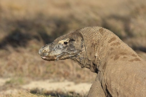 Images Dated 22nd September 2008: Komodo Dragon. Rinca Island - Indonesia