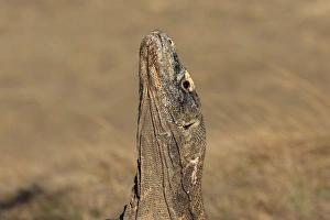 Images Dated 22nd September 2008: Komodo Dragon. Rinca Island - Indonesia