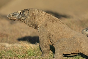 Images Dated 22nd September 2008: Komodo Dragon. Rinca Island - Indonesia