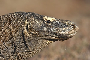 Images Dated 23rd September 2008: Komodo Dragon. Rinca Island - Indonesia