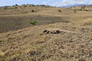 Images Dated 22nd September 2008: Komodo Dragon. Rinca Island - Indonesia