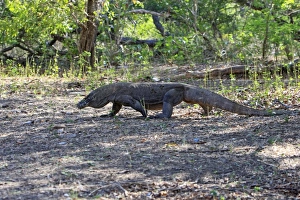 Images Dated 22nd September 2008: Komodo dragon - Rinca island - Indonesia