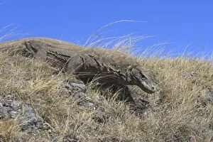 Images Dated 22nd September 2008: Komodo dragon - Rinca island - Indonesia