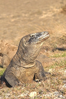 Images Dated 22nd September 2008: Komodo dragon - Rinca island - Indonesia