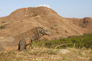 Images Dated 23rd September 2008: Komodo dragon - Rinca island - Indonesia