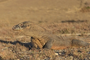 Images Dated 23rd September 2008: Komodo dragon - Rinca island - Indonesia