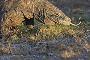 Images Dated 22nd September 2008: Komodo Dragon - showing forked tongue. Rinca Island - Indonesia