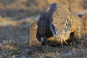 Images Dated 22nd September 2008: Komodo Dragon - showing forked tongue. Rinca Island - Indonesia