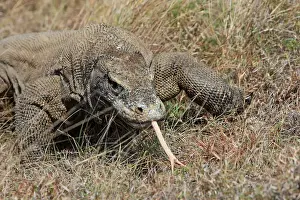 Lizard Prints: Komodo dragon - showing forked tongue - Rinca island - Indonesia
