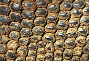 Komodo Dragon - skin - Komodo Island - Indonesia