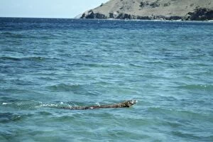 Komodo Dragon - swiming