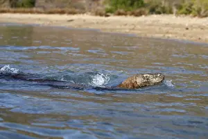 Komodo dragon - swimming. Komodo Island - Indonesia