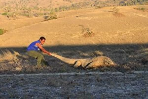 Images Dated 23rd September 2008: Komodo dragon - warden pulling Dragon by tail