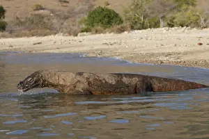 Dragons Prints: Komodo dragon - in water. Komodo Island - Indonesia