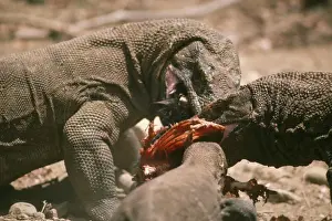 Dragons Prints: Komodo Dragon - x3 eating