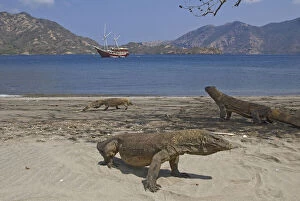 Three Komodo dragons on beach with phinisi
