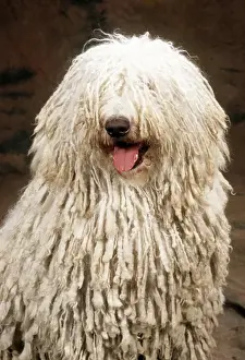 Shaggy Prints: Komondor Dog JD 8015E © John Daniels / ardea. com