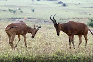 Sparring Prints: Kongoni / Coke's Hartebeeste - sparring males - East Africa