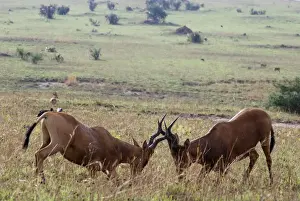 Kongoni / Coke's Hartebeeste - sparring males - East Africa
