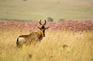 Images Dated 24th February 2008: Kongoni / Red Hartebeest