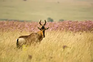 Kongoni / Red Hartebeest - South Africa