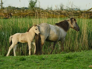 Foals Gallery: Konik Horse-mare with filly, Holland, Oostvaderplassen