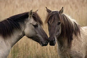 Horses Collection: Konik Ponies - Two together -Norfolk Broads National Park-Norfolk-England- Breed originated in