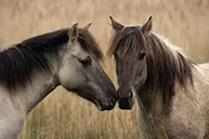Horse Prints: Konik Ponies - Two together -Norfolk Broads National Park-Norfolk-England- Breed originated in ancient lowland farm
