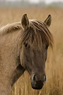 Konik Pony-Norfolk Broads National Park-Norfolk-England- Breed originated in ancient lowland farm areas in Poland- Konik means small horse in Polish-Direct descendant of the wild European forest horse or Tarpan that once roamed across Europe