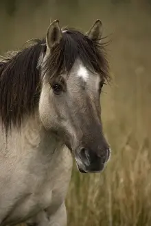 Konik Pony-Norfolk Broads National Park-Norfolk-England- Breed originated in ancient lowland farm areas in Poland- Konik means small horse in Polish-Direct descendant of the wild European forest horse or Tarpan that once roamed across Europe