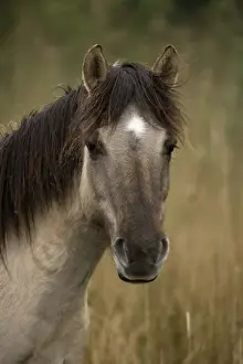 Konik Pony-Norfolk Broads National Park-Norfolk-England- Breed originated in ancient lowland farm areas in Poland- Konik means small horse in Polish-Direct descendant of the wild European forest horse or Tarpan that once roamed across Europe
