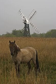 Images Dated 7th May 2006: Konik Pony- With windmill in background. Norfolk Broads National Park-Norfolk-England- Breed