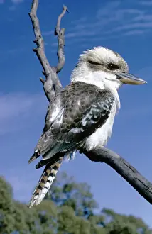 Kookaburra