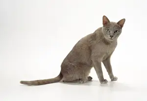 Lilac Prints: Korat-thai Lilac Cat