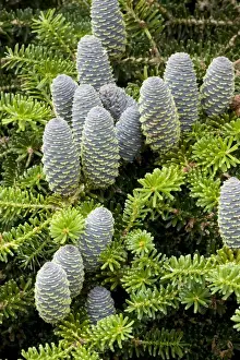 Cones Prints: Korean fir (Abies koreana) with cones. Often grown as an ornamental tree. Korea