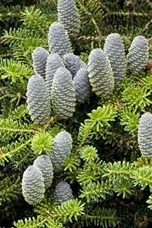 Korean fir with cones