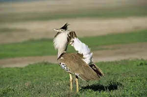 Kori Bustard - displaying - Serengeti - Tanzania