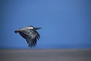 Bustard Prints: Kori Bustard - in flight enroute Maasai Mara