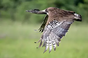 Kori Bustard - In flight Hwange National Park, Zimbabwe, Africa