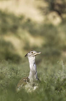 Kori Bustard - Kalahari Desert, Kgalagadi Transfrontier