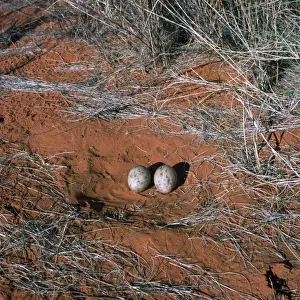 Bustards Prints: Kori Bustard - nest with eggs - Kalahari desert - Southern Africa