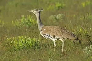 Kori Bustard standing in grass savanna Etosha National Park, Namibia, Africa
