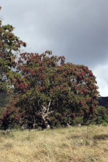 Images Dated 21st December 2004: Kosso tree. Bale Mountains - Ethiopia. 4000 m- 4300 m