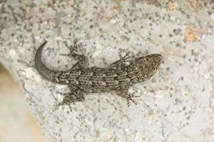 Kotschys Gecko - on stone wall. Small diurnal gecko