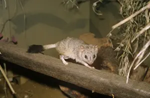 Kowari - captive Australia