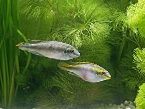 Images Dated 10th May 2006: Kribensis / Purple cichlid – side view of pair, tropical freshwater Nigeria 002779