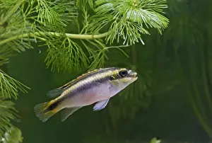Cichlids Prints: Kribensis / Purple Cichlid – side view in weeds Dist: Nigeria UK